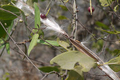 Hemidesmus indicus var. indicus
